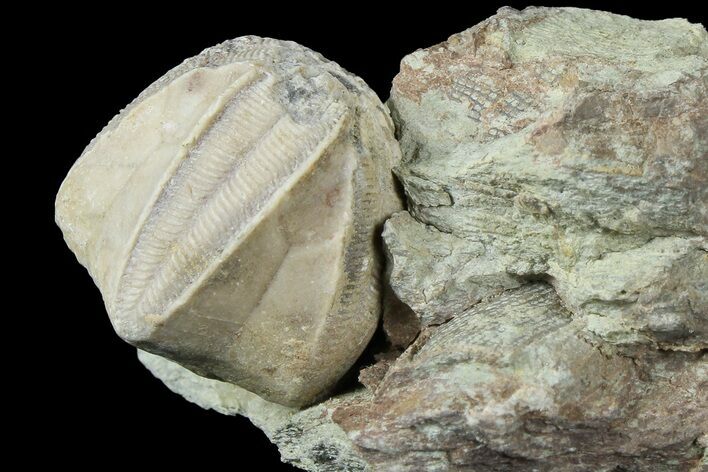 Blastoid (Pentremites) Fossil - Illinois #184113